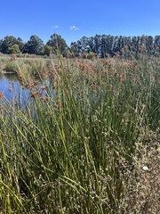Schoenoplectus californicus