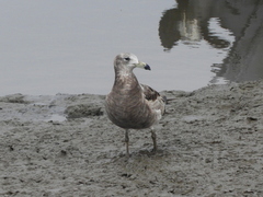 Larus atlanticus