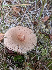 Lactarius helvus