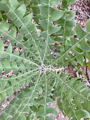 Banksia grandis