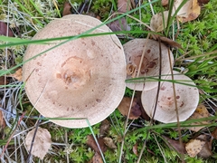 Lactarius helvus