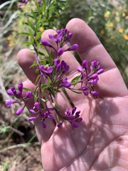 Comesperma hispidulum