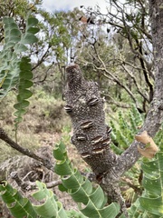 Banksia grandis