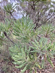 Banksia grandis