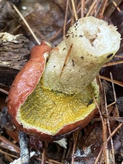 Hypomyces luteovirens