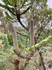 Banksia grandis