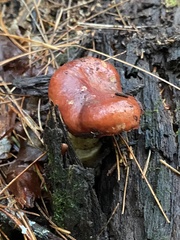 Hypomyces luteovirens