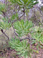 Banksia grandis