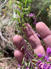 Comesperma hispidulum