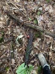 Hypomyces luteovirens