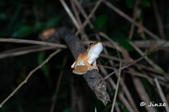 Polypedates megacephalus