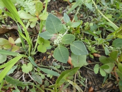 Chenopodium vulvaria