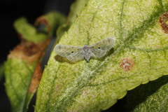 Dysimia pseudomaculata