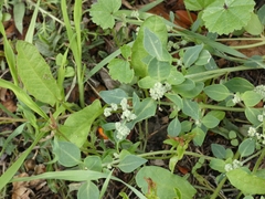 Chenopodium vulvaria