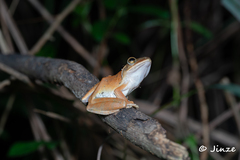 Polypedates megacephalus