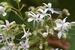 Clerodendrum infortunatum