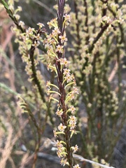 Struthiola parviflora