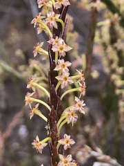 Struthiola parviflora