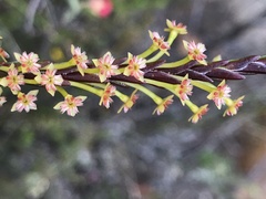 Struthiola parviflora