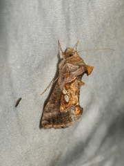 Chrysodeixis eriosoma