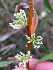 Hakea florulenta