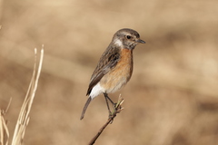 Saxicola torquatus
