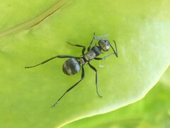 Polyrhachis daemeli