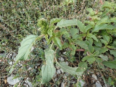 Amaranthus hybridus
