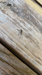 Leptoglossus occidentalis