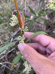 Hakea florulenta