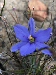 Aristea nana