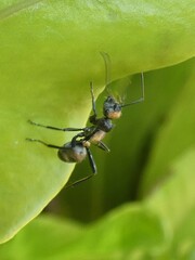 Polyrhachis daemeli