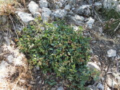 Pistacia terebinthus palaestina