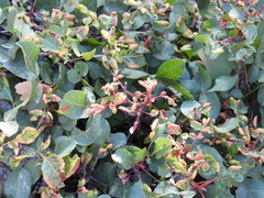Pistacia terebinthus palaestina