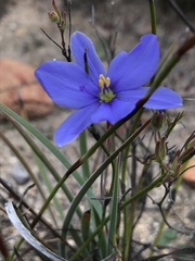 Aristea nana