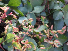 Pistacia terebinthus palaestina