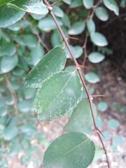 Paliurus spina-christi