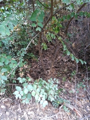 Paliurus spina-christi