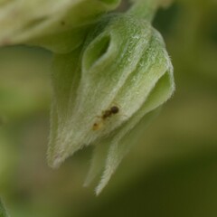 Tapinoma melanocephalum