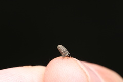 Chrysomeloidea