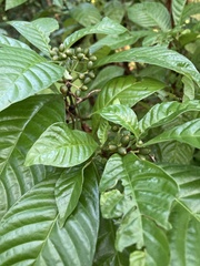 Psychotria nervosa
