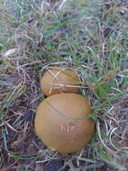 Aureoboletus innixus