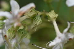 Tapinoma melanocephalum