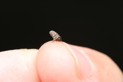 Chrysomeloidea