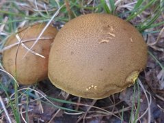 Aureoboletus innixus