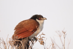 Centropus superciliosus burchellii