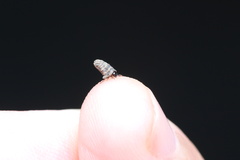 Chrysomeloidea