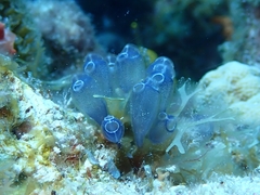 Clavelina puertosecensis