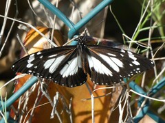 Danaus affinis