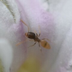 Tapinoma melanocephalum